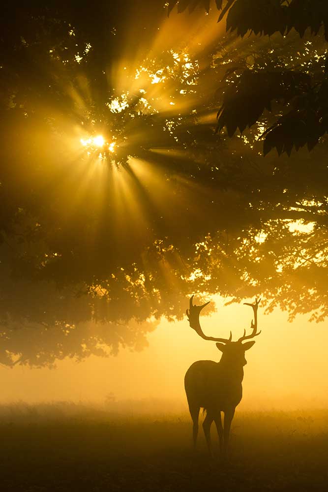 Nebel auf Baum kann Sonnenschein nicht aufhalten von Kutub Uddin