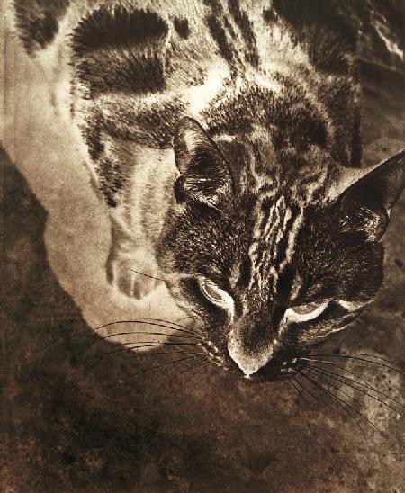 Katze (Negativ-Abzug) 1926