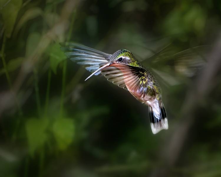 Hummingbird 1B von Leigh Pelton