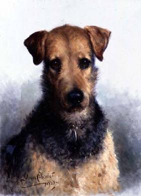 Wire Fox Terrier 1933