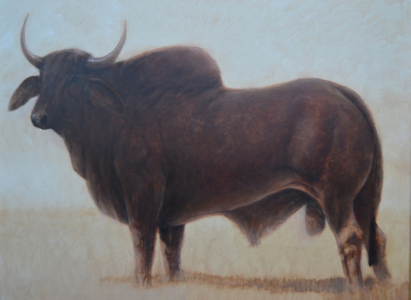 Brahmin Bull von Lincoln  Seligman
