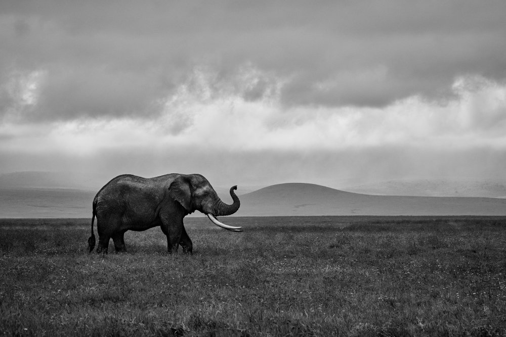 Elefant von Luís Godinho