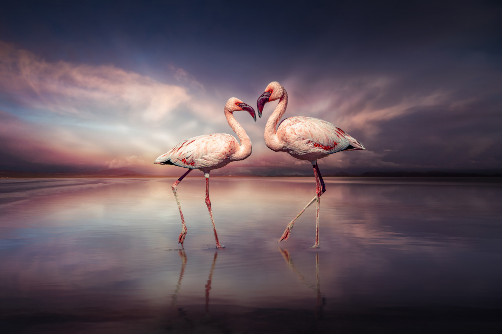 FlamingoLove von Marcel Egger