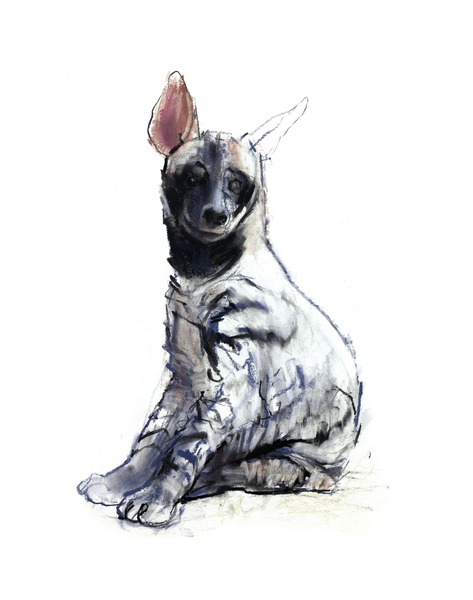 Striped Hyaena Pup (seated) von Mark  Adlington