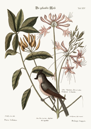 The crested Titmouse von Mark Catesby