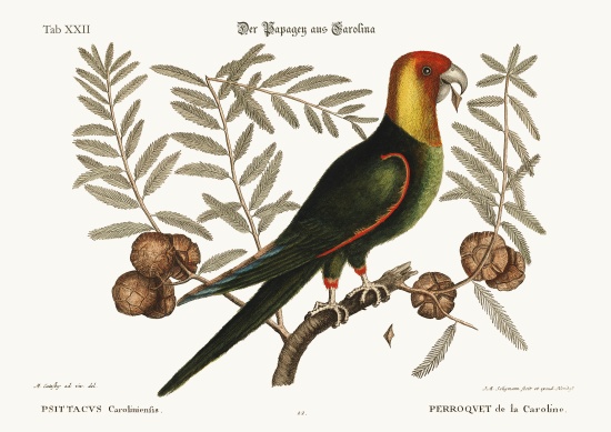 The Parrot of Carolina von Mark Catesby