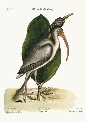 The white Curlew 1749-73