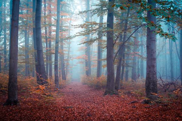 Wald im Herbst von Martin Wasilewski