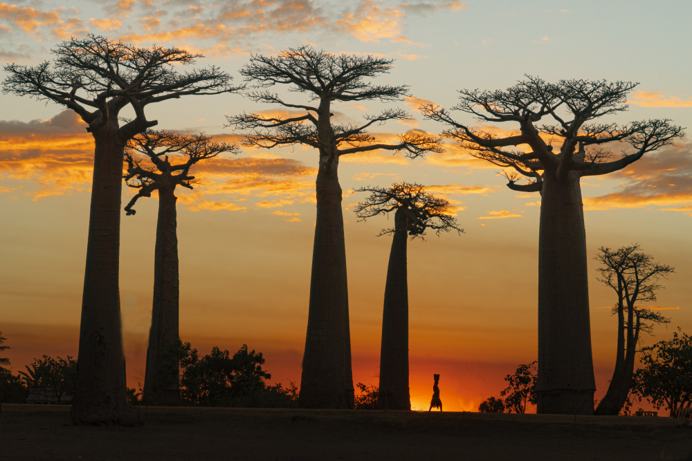 Baobabs im Sonnenuntergang von Mei Shi