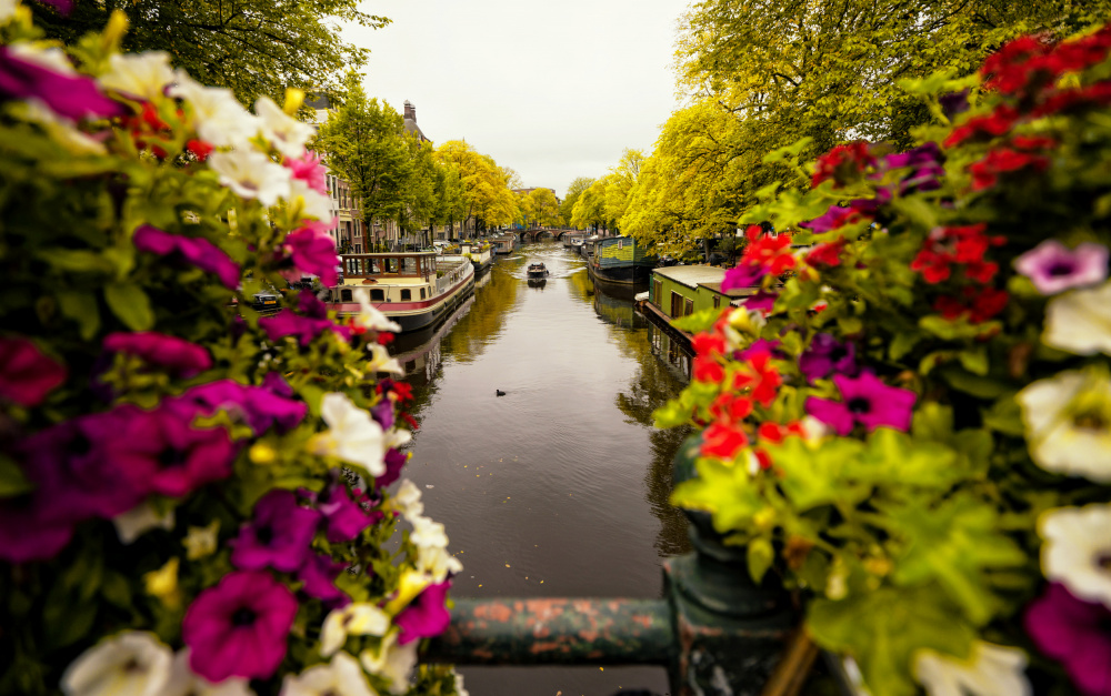 Blumen in Amsterdam von Merthan Kortan