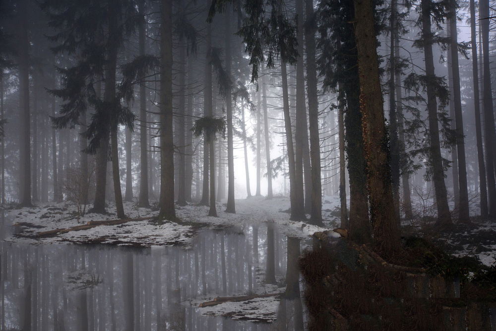 Nebeliger Wald (Winter) von Michel Romaggi