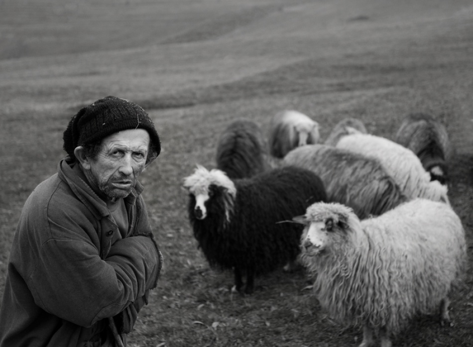 Hirte mit seinen Schafen von Mihnea Turcu