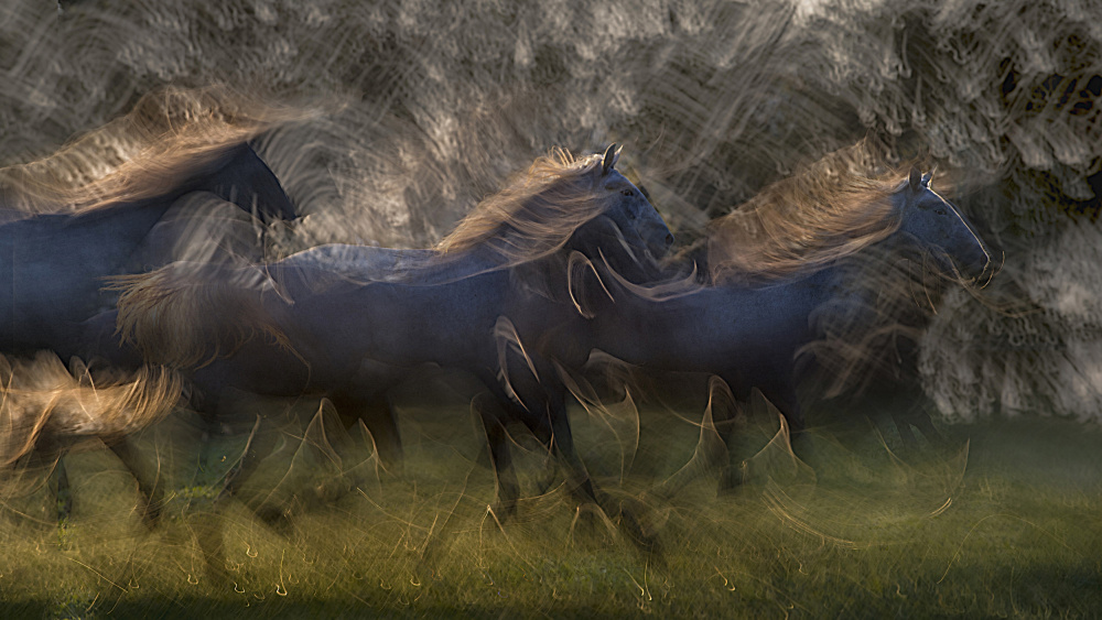 Pferdelauf von Milan Malovrh