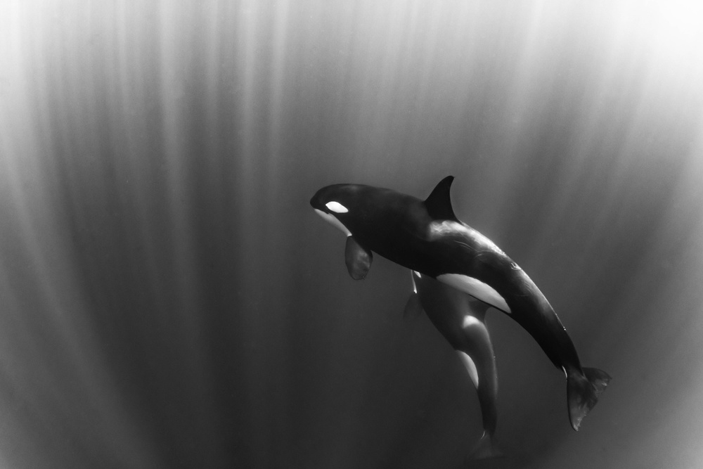Orcas Traum von Mirko De Luca
