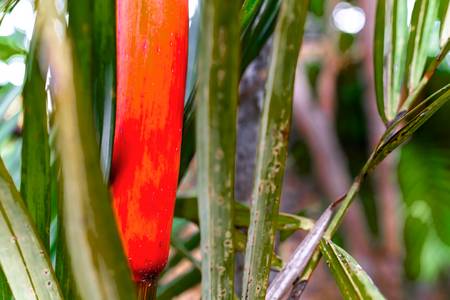 Natur, Floral, Bali, Regenwald, Fotokunst, Bunt 2022