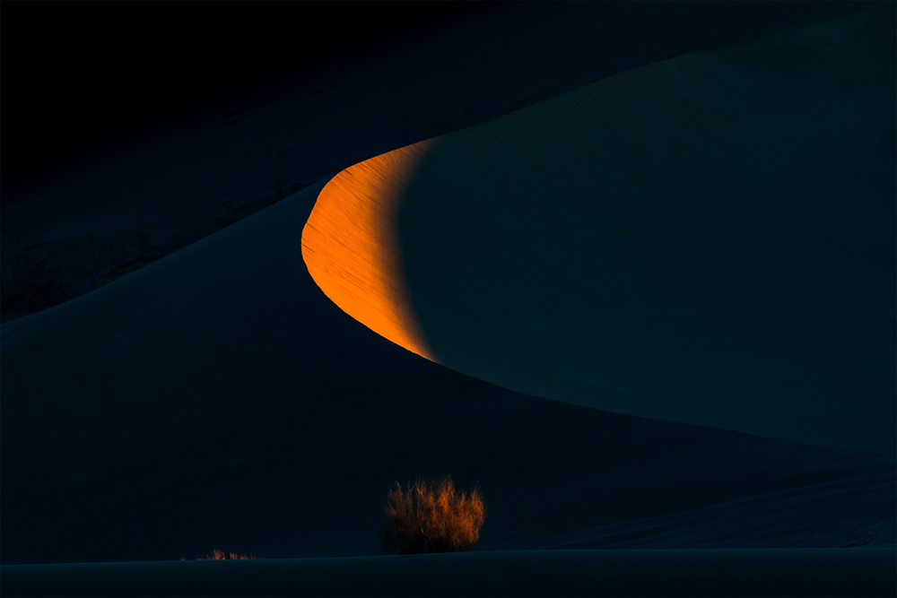 Mond und Busch von Mohammad Shefaa AFIAP