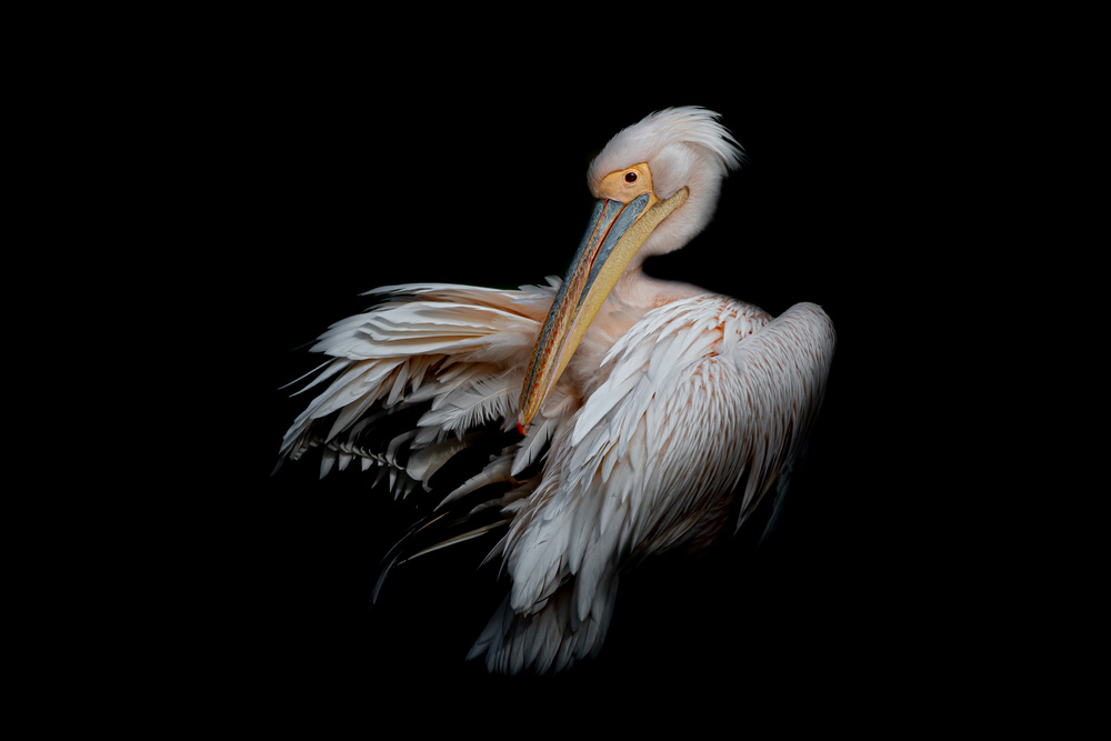 Pelikan im Dunkeln von Natalia Rublina