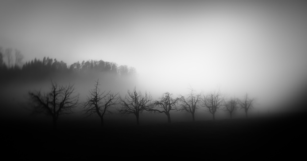Bäume im Nebel von Nic Keller