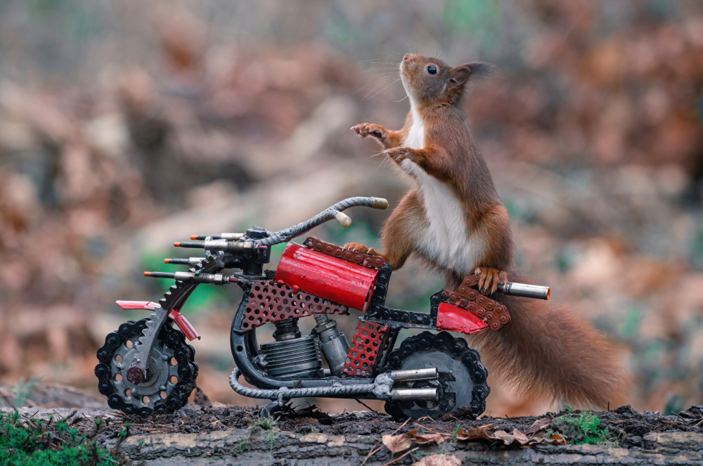 Biker-Eichhörnchen von Niki Colemont