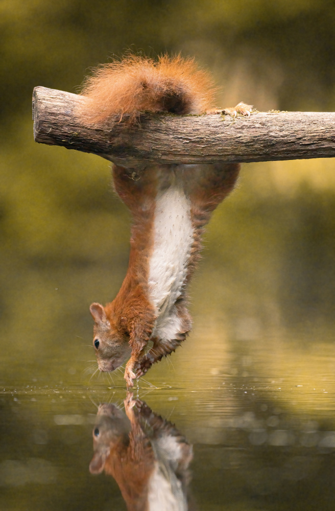 Hängendes Eichhörnchen von Niki Colemont