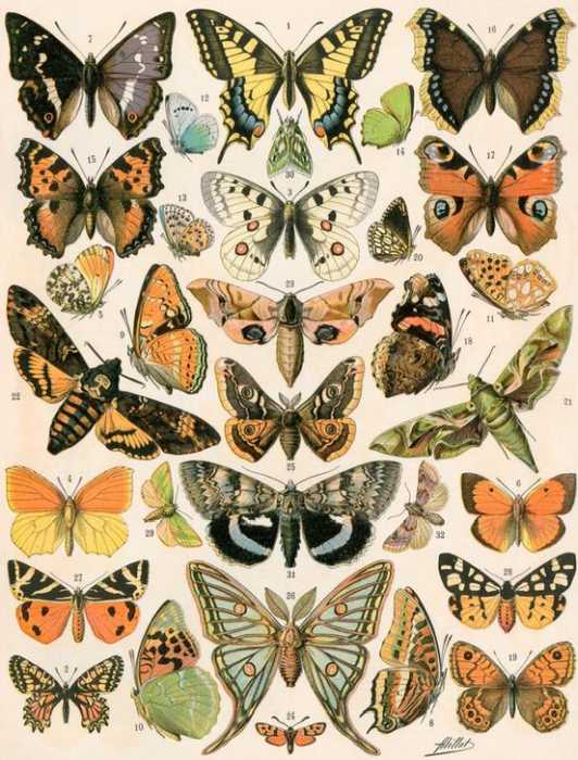 butterflies and moths von 