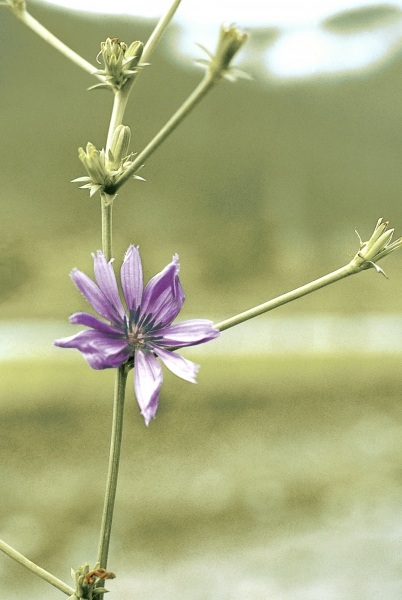 Chicory, Succory (Cichorium intybus) (photo)  von 