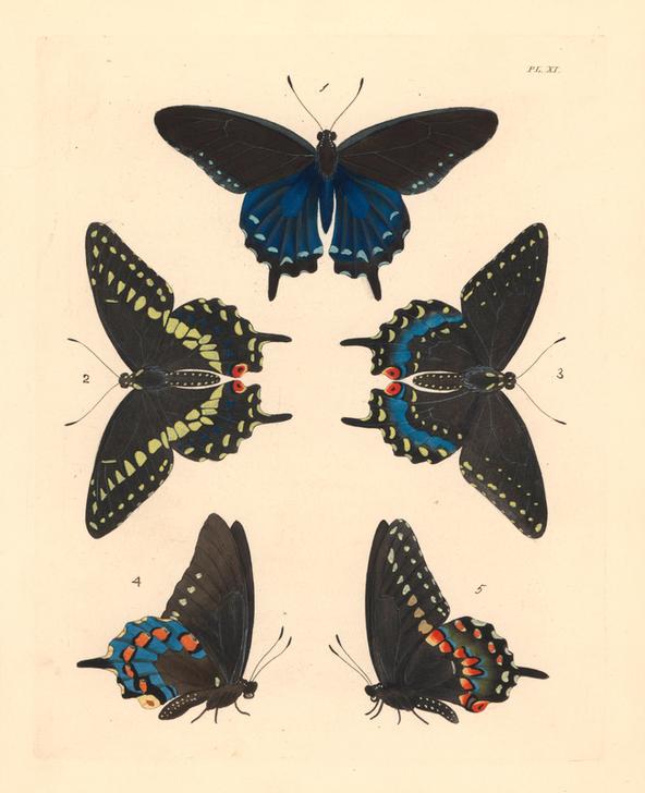 Pipevine swallowtail butterfly von 