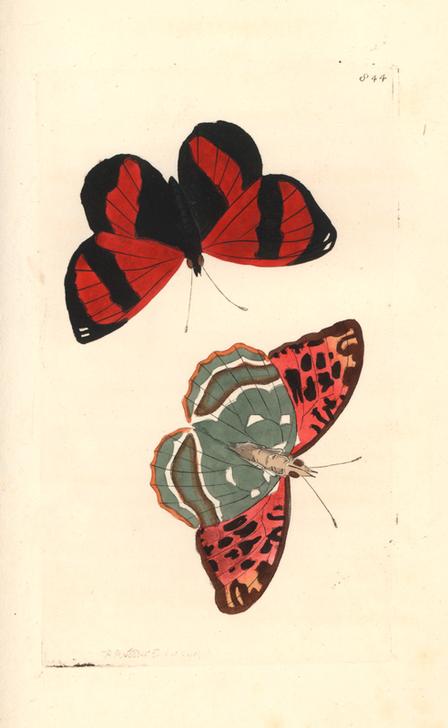 Scarlet or red-striped leafwing von 