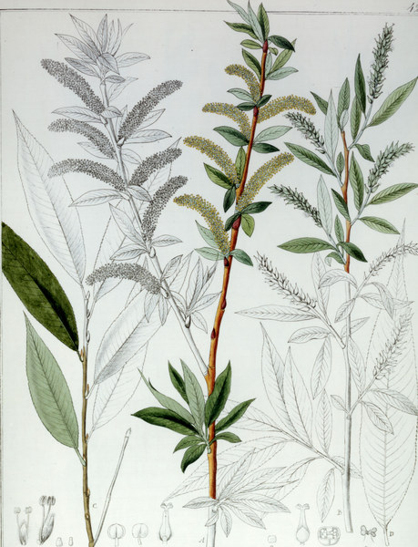 Weide / Salix alba / F. Guimpel von 