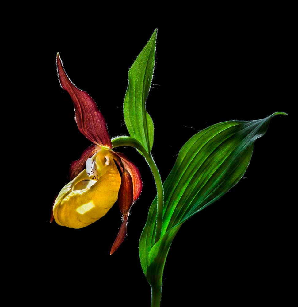 Makro-Nahaufnahme der Blüte der Frauenschuh-Orchidee („Venusschuhe“) in freier Wildbahn © N von Nora De Angelli