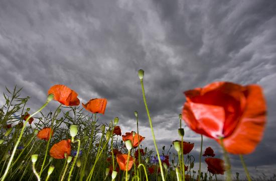 Regenwolken über Mohnblumen von Patrick Pleul