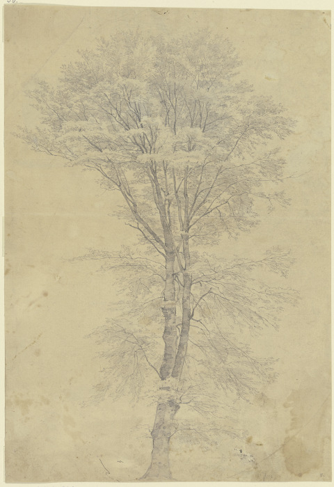 Baum von Peter Becker