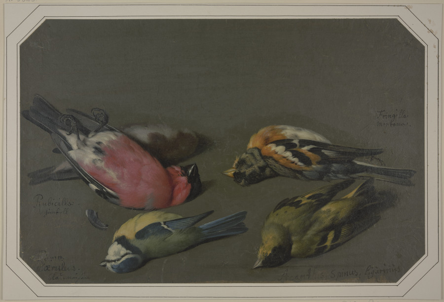 Fünf tote Vögel von Philipp Ferdinand de Hamilton