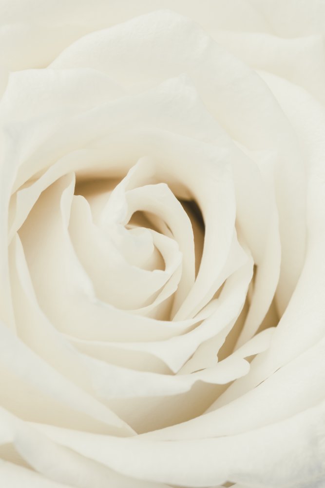 weiße Rose von Pictufy Studio III