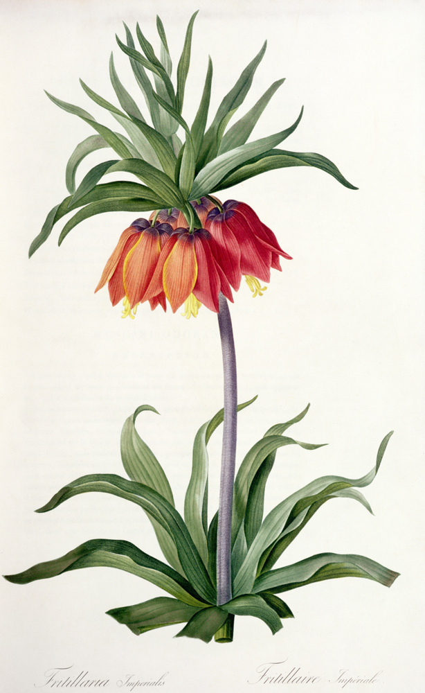 Fritillaria Imperialis from, `Les Lilacees' von Pierre Joseph Redouté