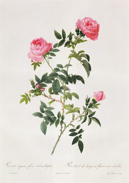 Rosa Sepium Flore Submultiplici von Pierre Joseph Redouté