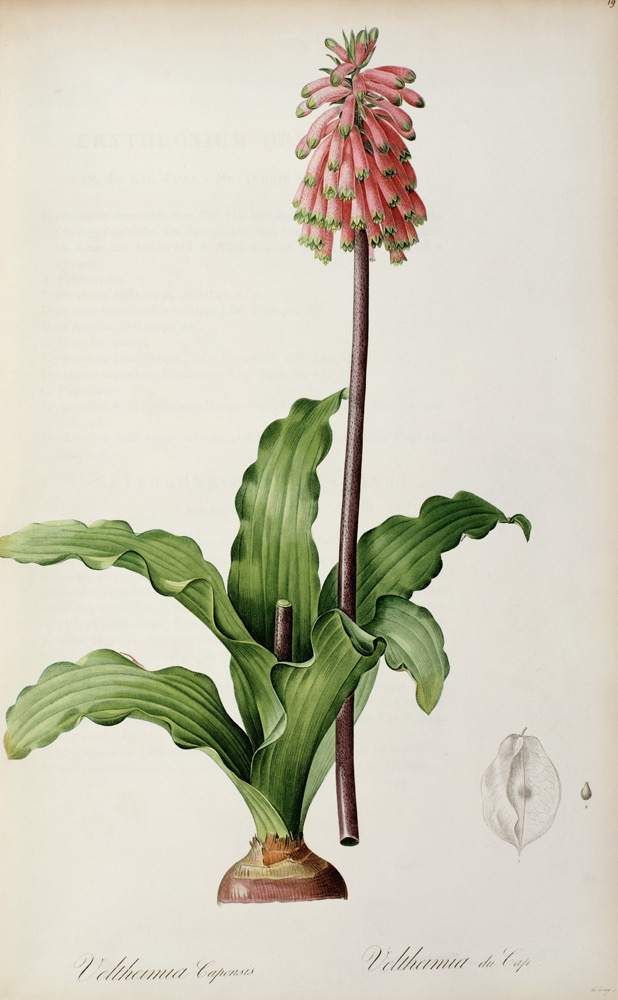 Veltheimia Capensis, from `Les Liliacees' von Pierre Joseph Redouté