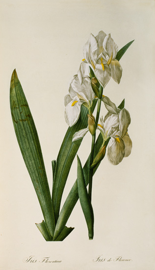 Iris Florentina, from `Les Liliacees' von Pierre Joseph Redouté