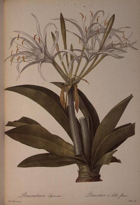 Pancratium speciosum, from `Les Liliacees' von Pierre Joseph Redouté