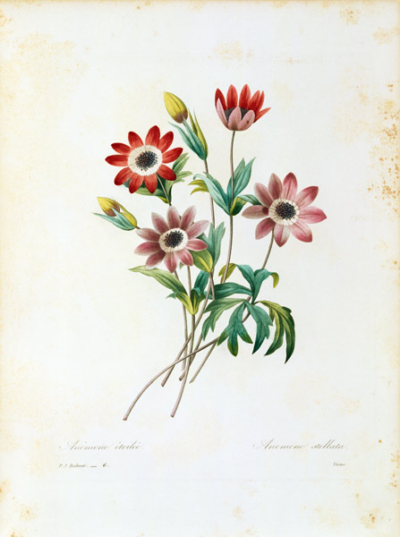 Star anemone / Redouté von Pierre Joseph Redouté