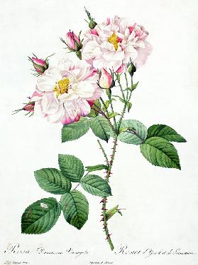 Rosa damascena variegata (York and Lancaster rose), engraved by Bessin, from 'Les Roses' 1817-24 ou
