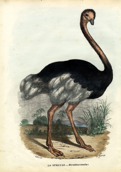 African Ostrich von Raimundo Petraroja