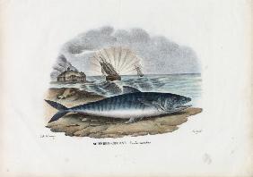 Atlantic Mackerel 1863-79
