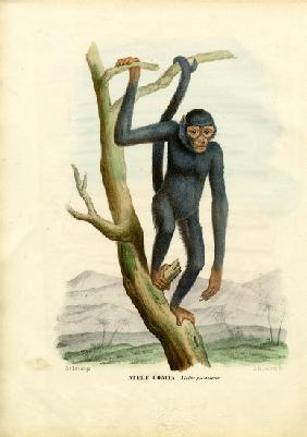 Black Spider Monkey 1863-79