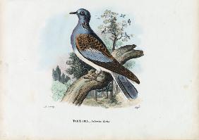 European Turtle Dove 1863-79