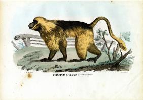 Gelada Baboon 1863-79
