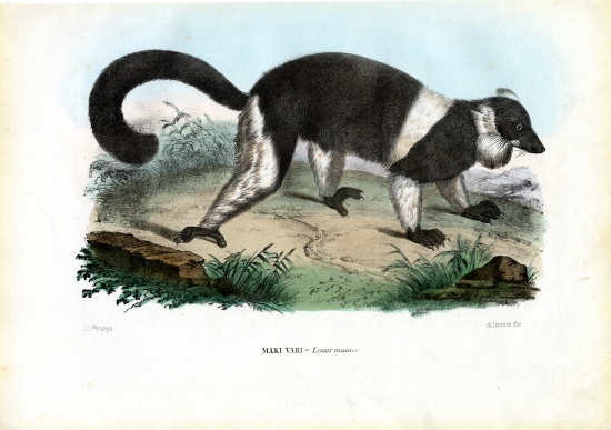 Ruffed Lemur von Raimundo Petraroja