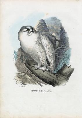 Snowy Owl 1863-79
