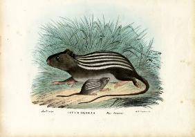 Striped Mouse 1863-79
