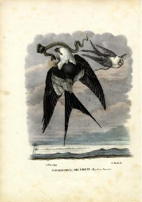 Swallow-Tailed Kite 1863-79
